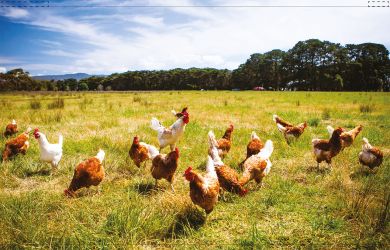 Hühnerwiese Backlightfolie